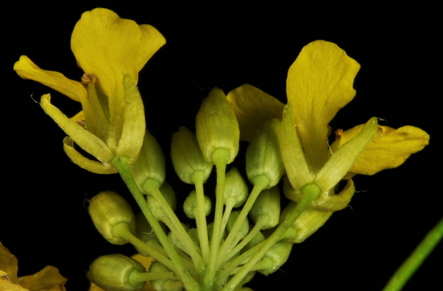 Flora of Eastern Washington Image: Sisymbrium loeselii