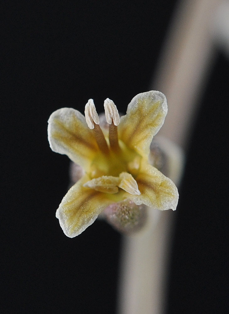 Flora of Eastern Washington Image: Streptanthella longirostris