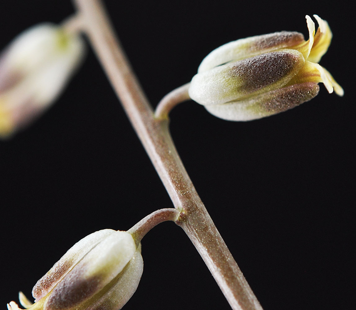 Flora of Eastern Washington Image: Streptanthella longirostris