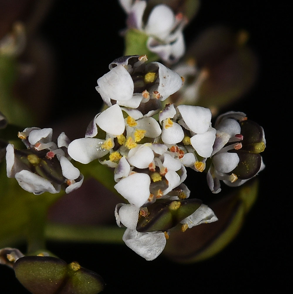 Flora of Eastern Washington Image: Teesdalia nudicaulis