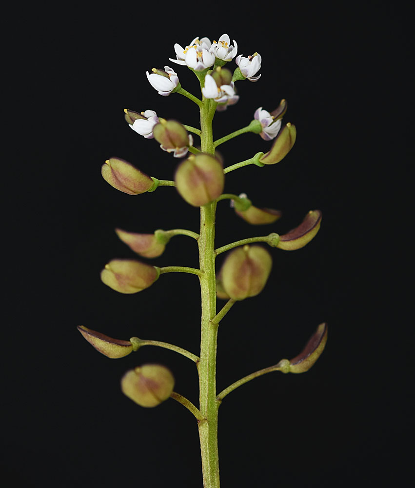 Flora of Eastern Washington Image: Teesdalia nudicaulis