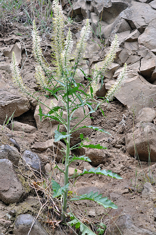 Flora of Eastern Washington Image: Thelypodium laciniatum