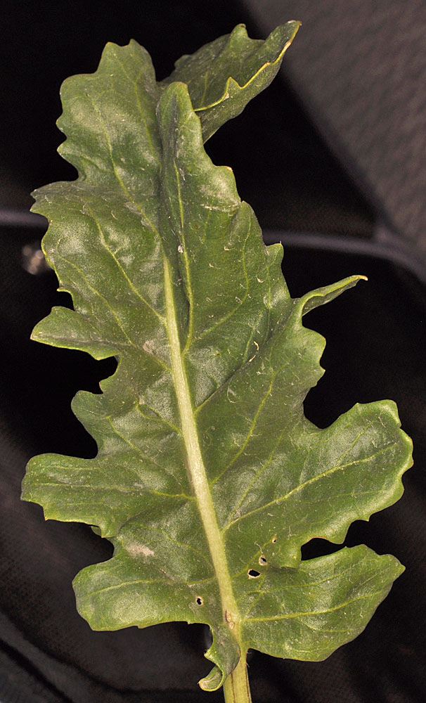 Flora of Eastern Washington Image: Thelypodium milleflorum