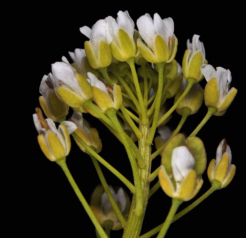 Flora of Eastern Washington Image: Thlaspi arvense