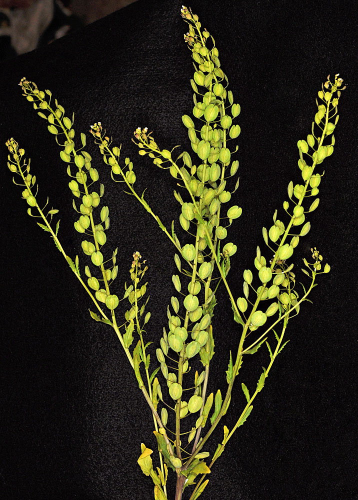Flora of Eastern Washington Image: Thlaspi arvense