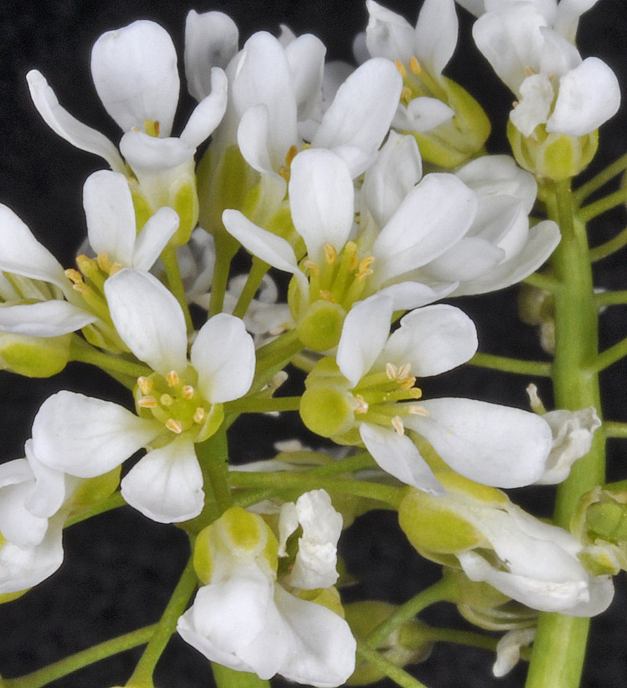 Flora of Eastern Washington Image: Thlaspi montanum