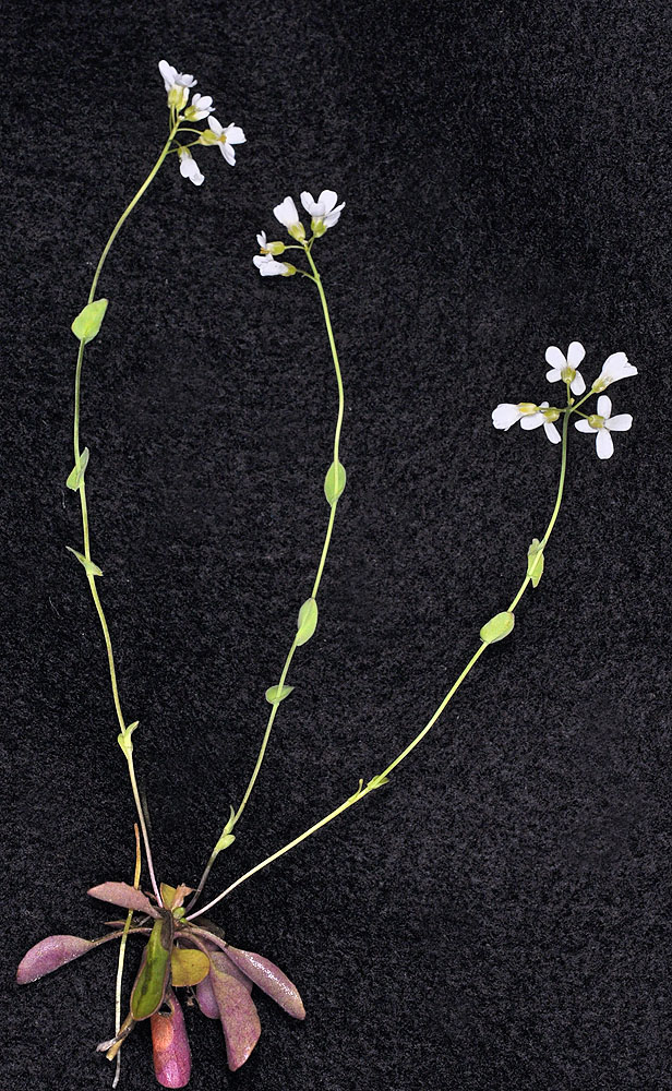 Flora of Eastern Washington Image: Thlaspi montanum