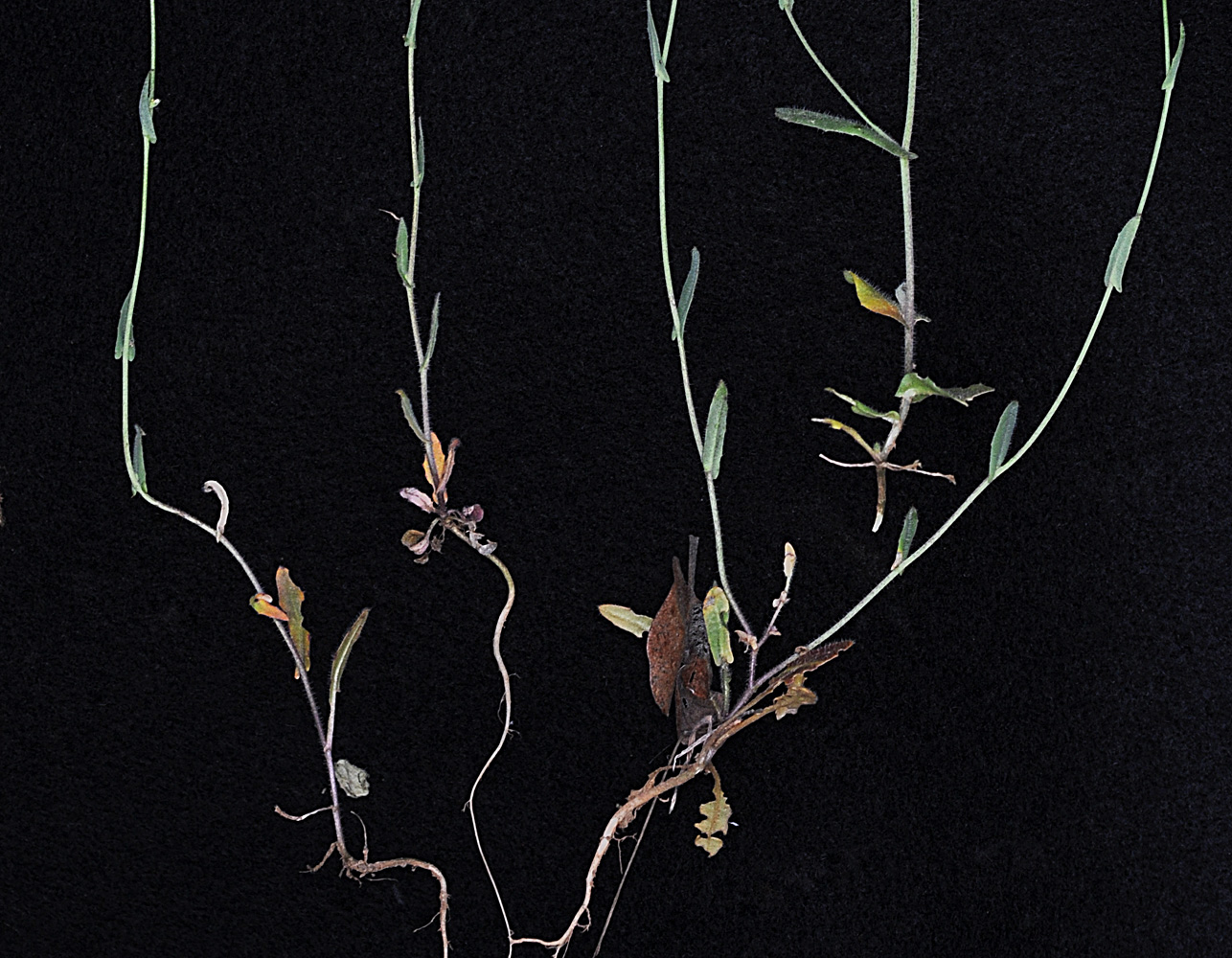 Flora of Eastern Washington Image: Thysanocarpus curvipes