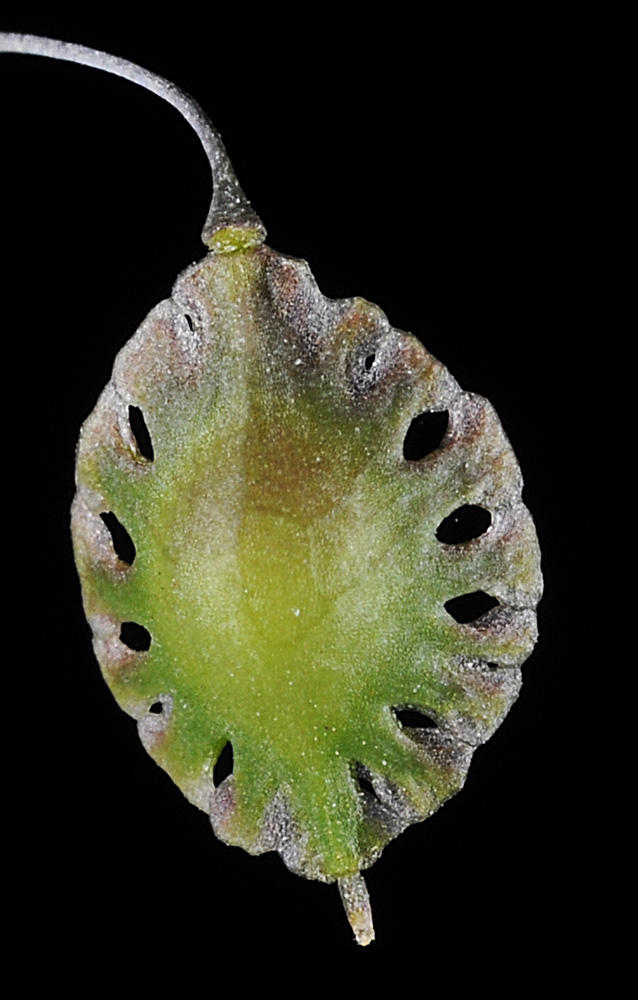 Flora of Eastern Washington Image: Thysanocarpus curvipes