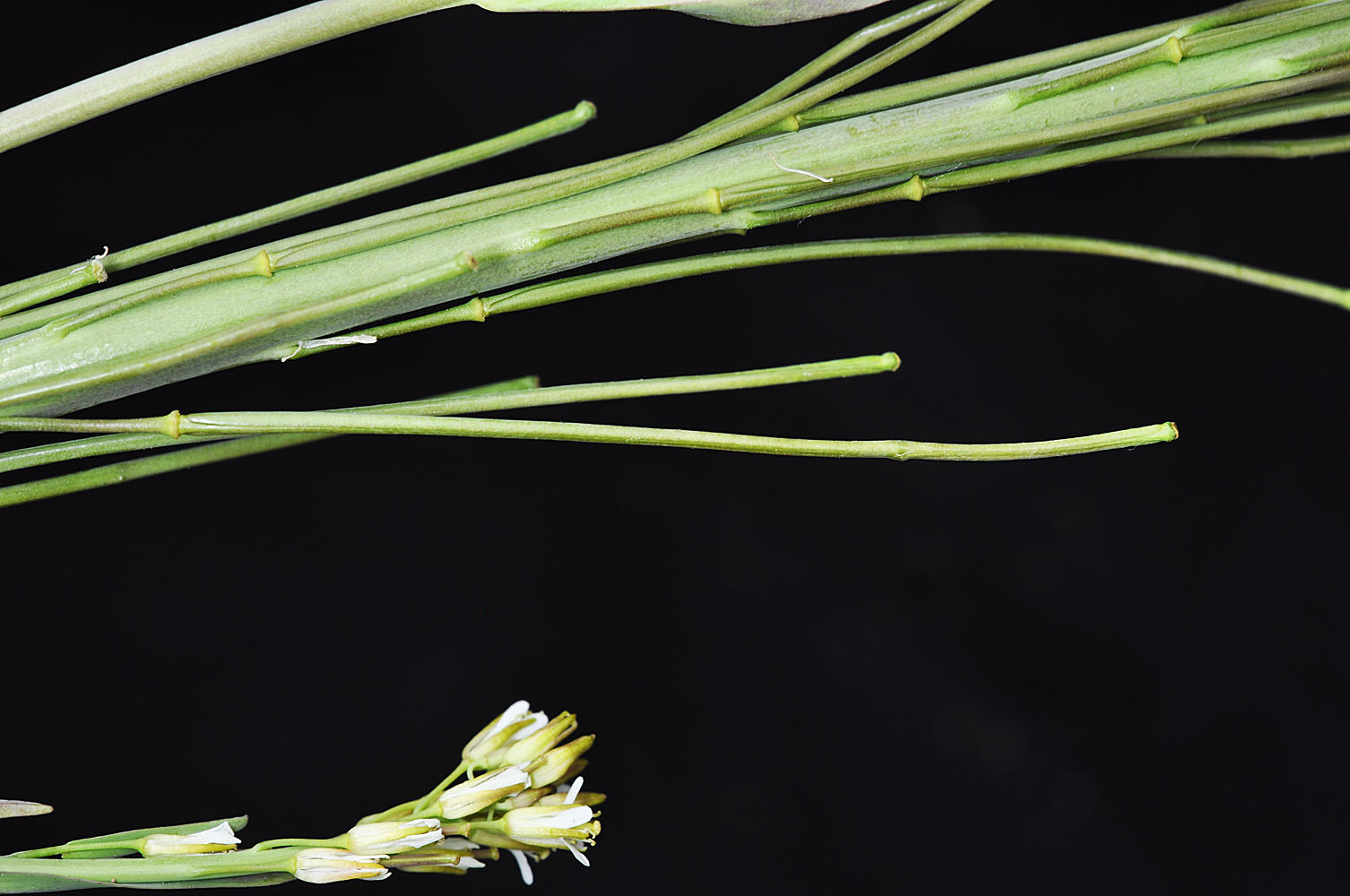 Flora of Eastern Washington Image: Turritis glabra
