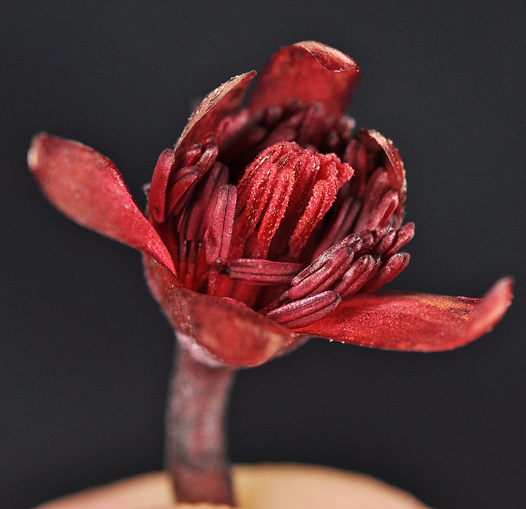 Flora of Eastern Washington Image: Brasenia schreberi