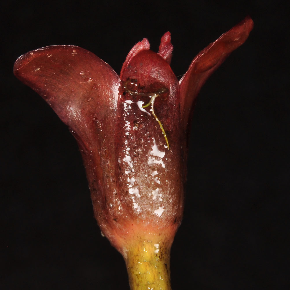 Flora of Eastern Washington Image: Brasenia schreberi