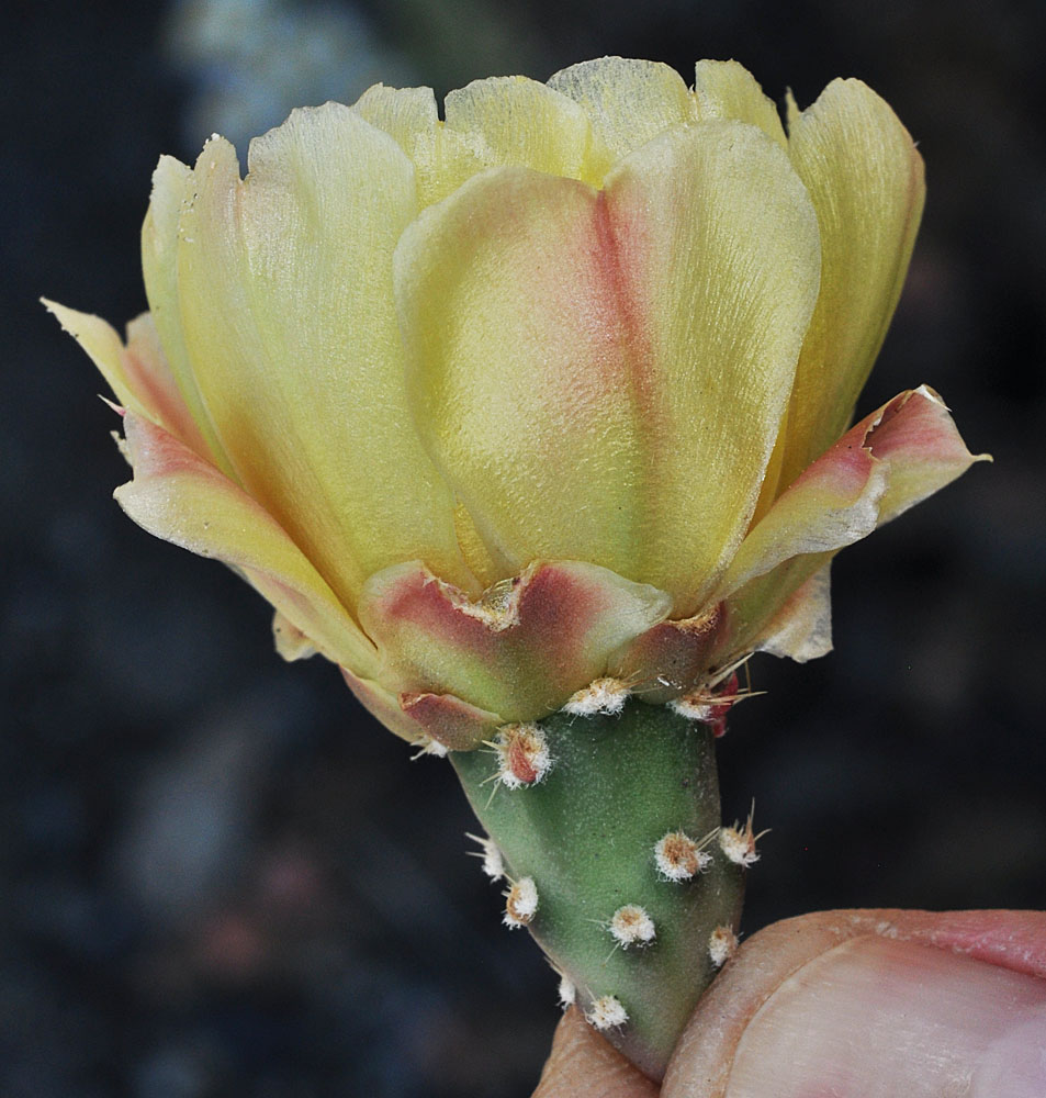 Flora of Eastern Washington Image: Opuntia fragilis
