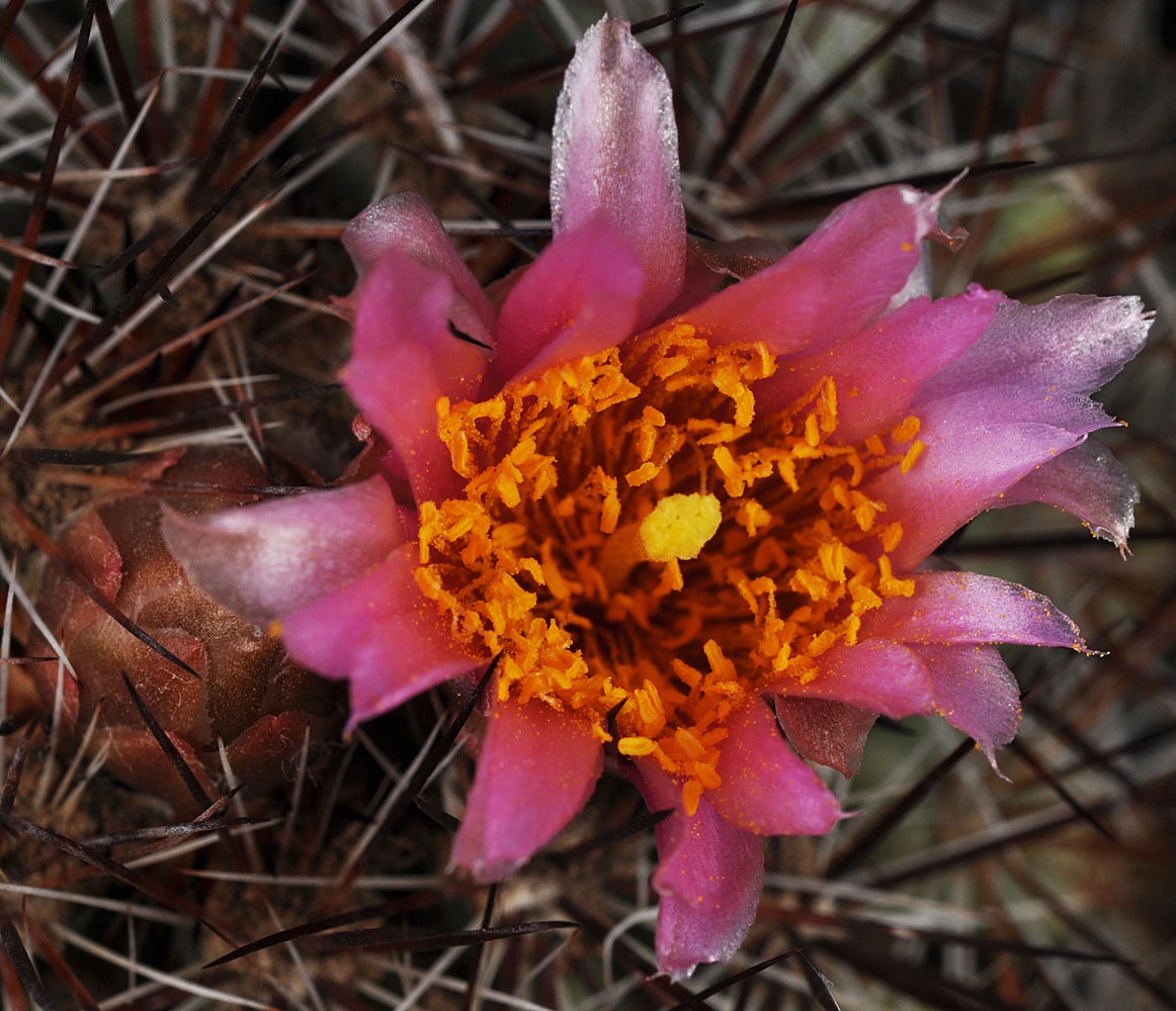 Flora of Eastern Washington Image: Pediocactus nigrispinus