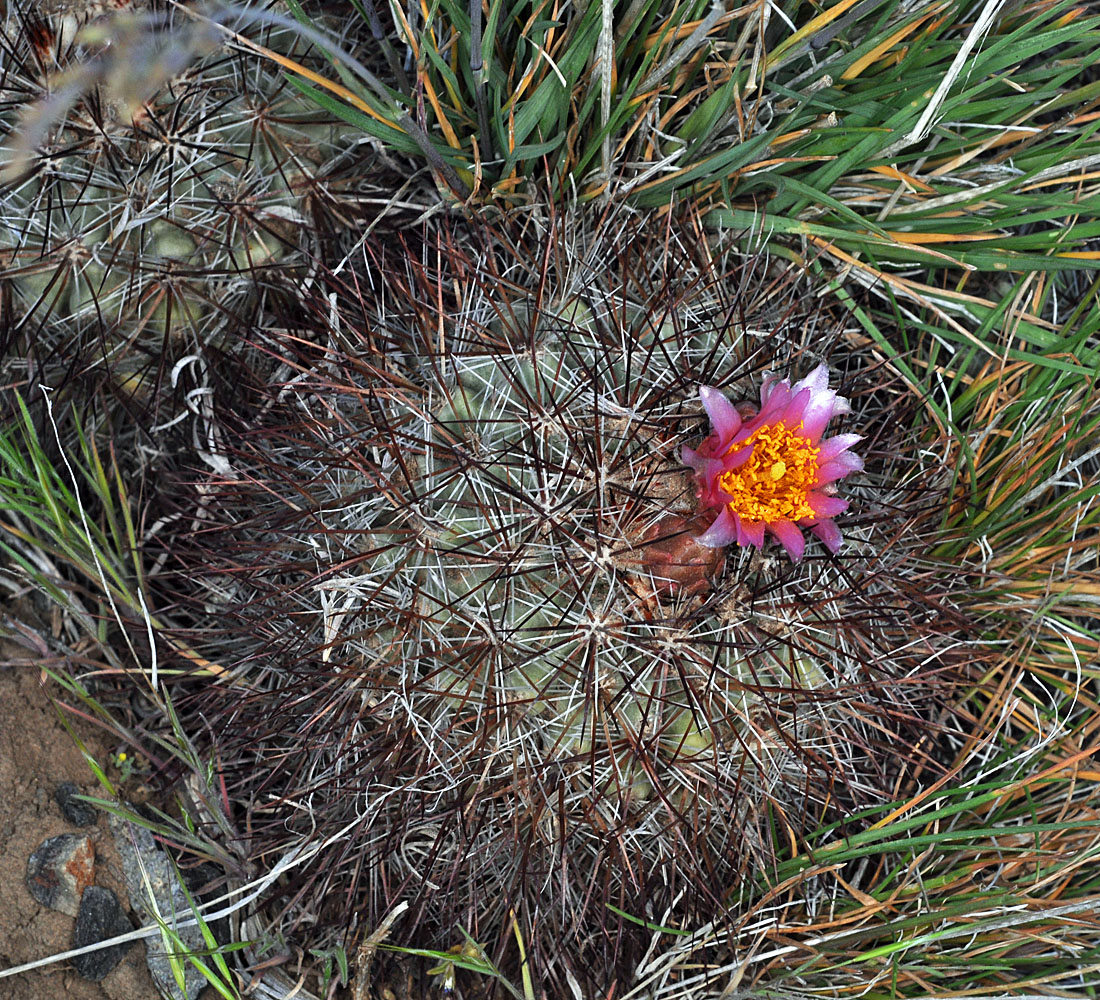 Flora of Eastern Washington Image: Pediocactus nigrispinus