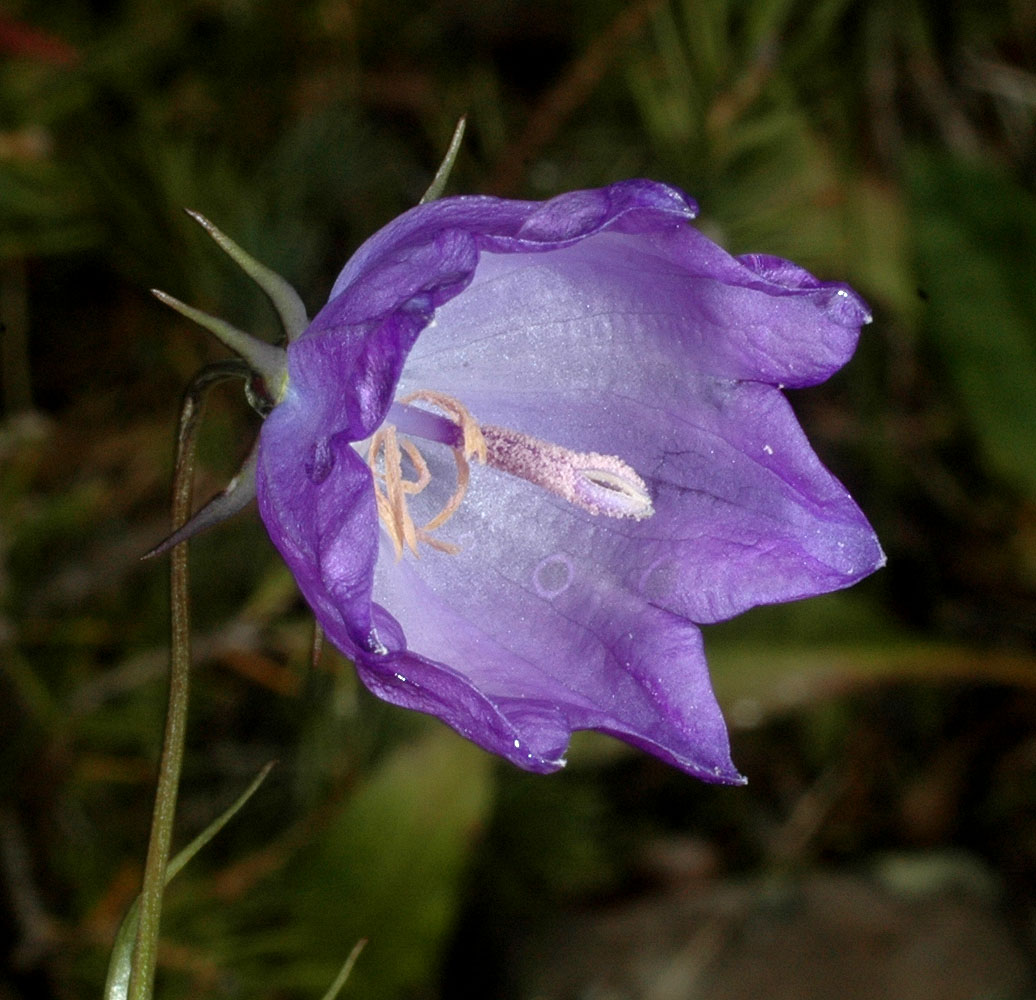 Flora of Eastern Washington Image: Campanula rotundifolia