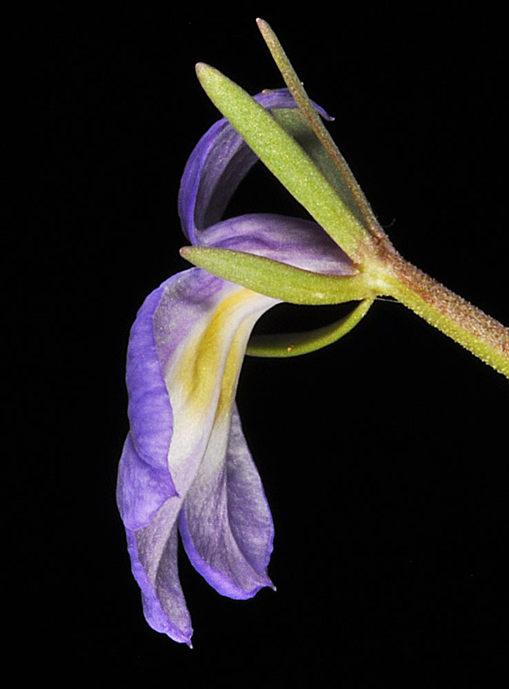 Flora of Eastern Washington Image: Downingia yina