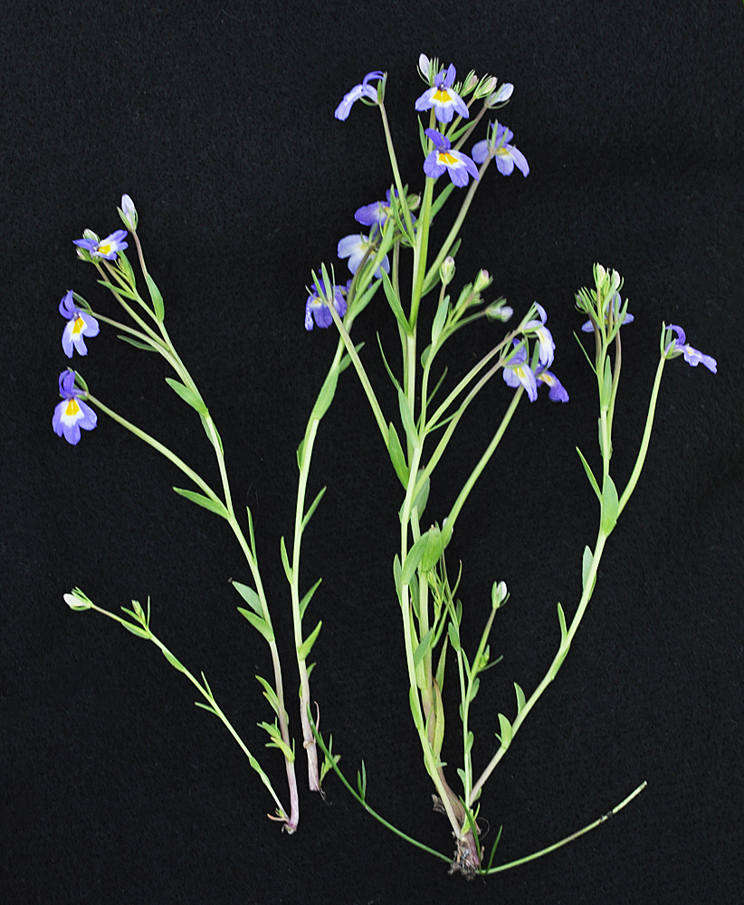 Flora of Eastern Washington Image: Downingia pulcherrima