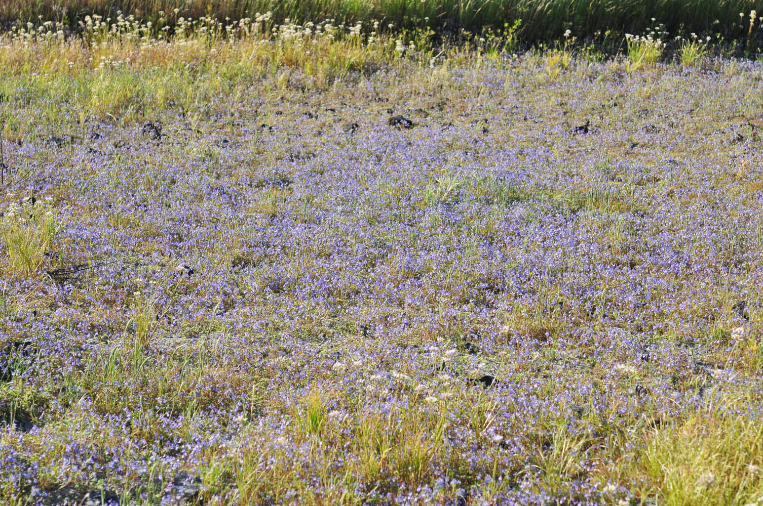 Flora of Eastern Washington Image: Downingia pulcherrima
