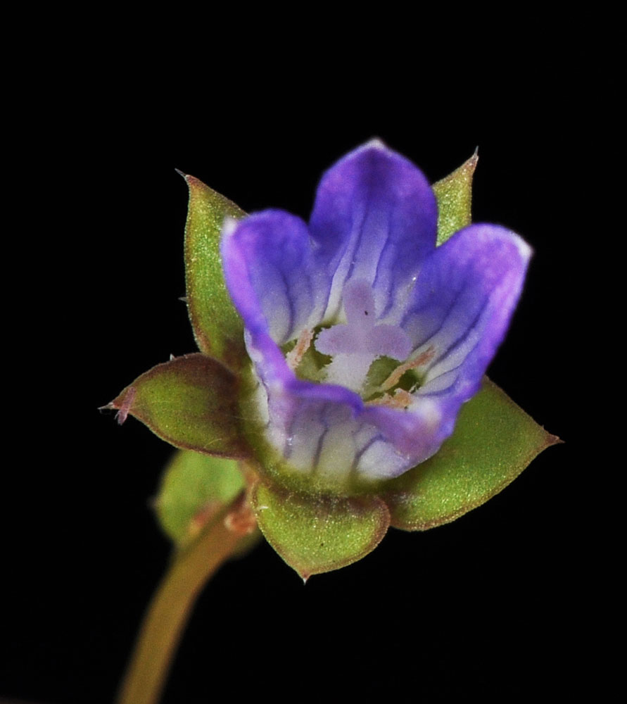 Flora of Eastern Washington Image: Heterocodon rariflorum