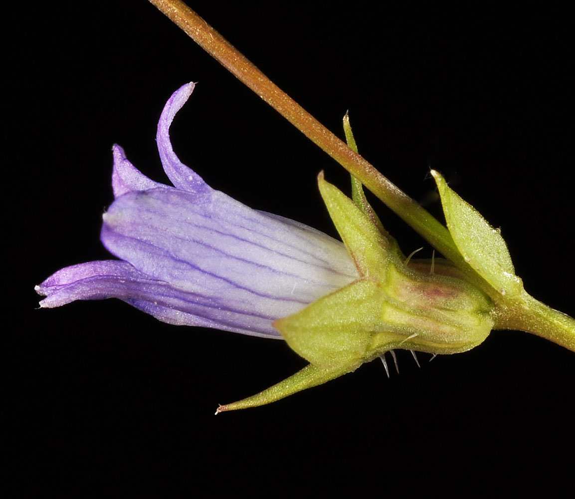 Flora of Eastern Washington Image: Heterocodon rariflorus