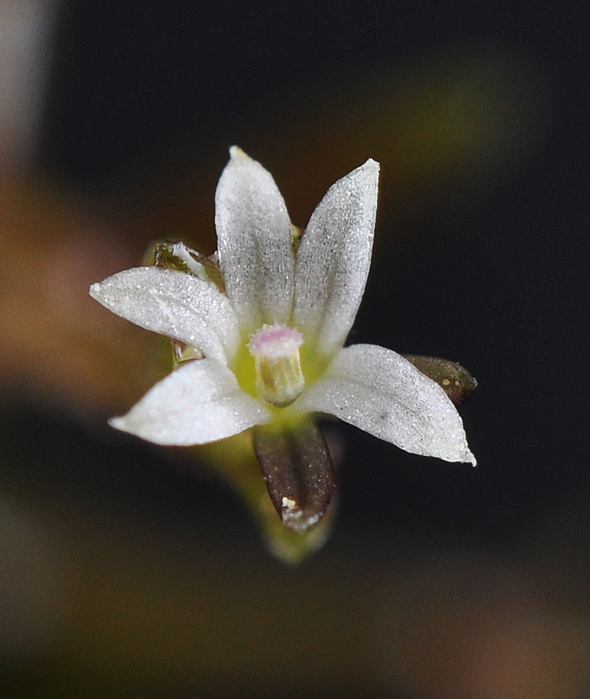 Flora of Eastern Washington Image: Howellia aquatilis