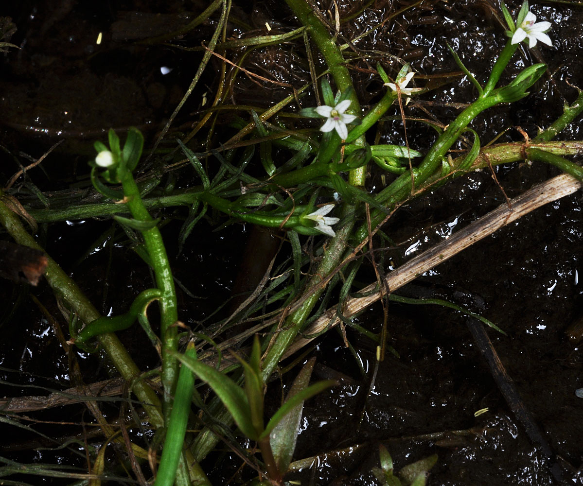 Flora of Eastern Washington Image: Howellia aquatilis