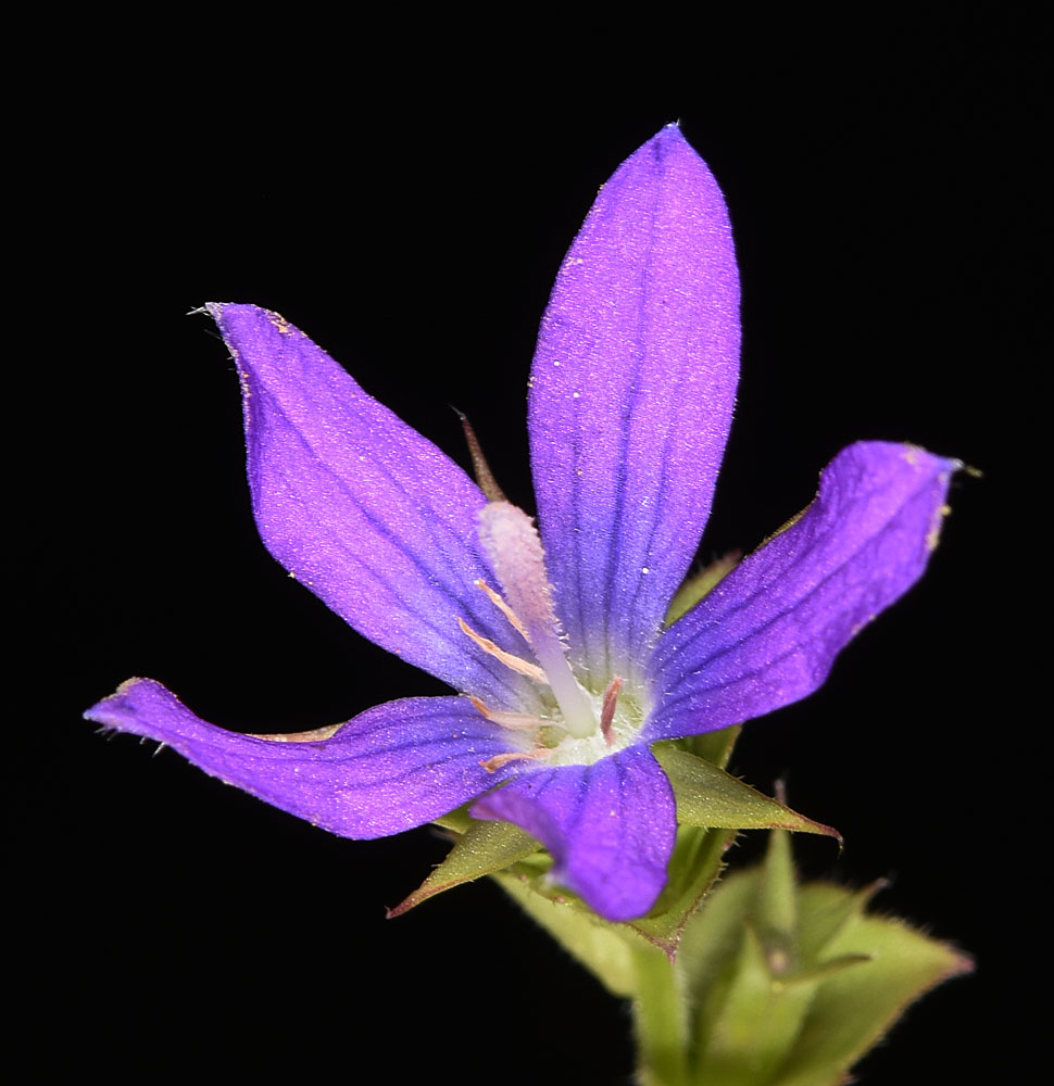 Flora of Eastern Washington Image: Triodanis perfoliata