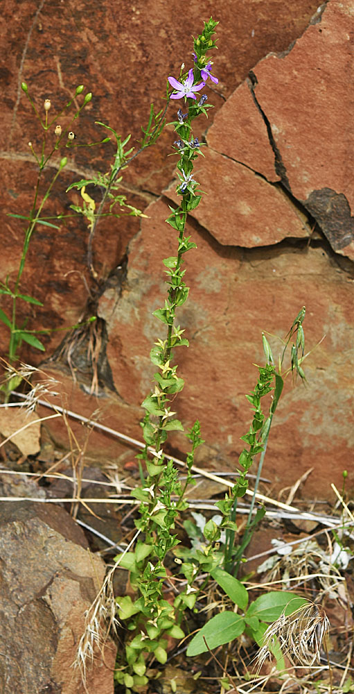 Flora of Eastern Washington Image: Triodanis perfoliata