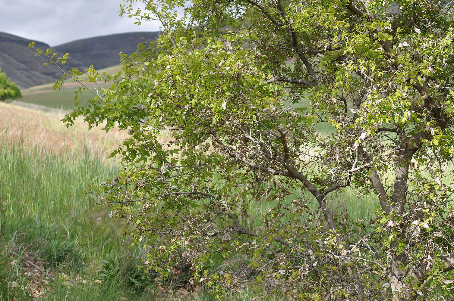 Flora of Eastern Washington Image: Celtis reticulata