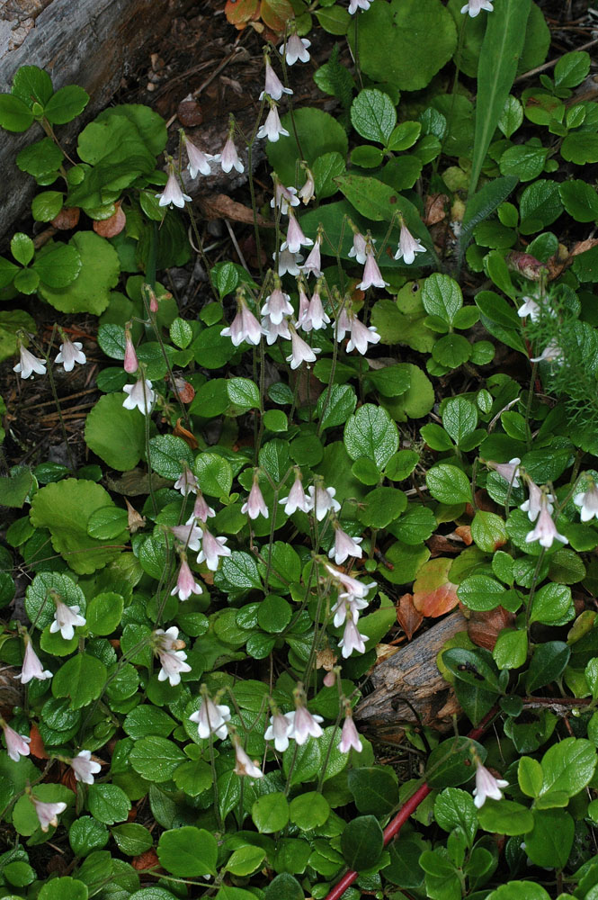Flora of Eastern Washington Image: Linnaea borealis