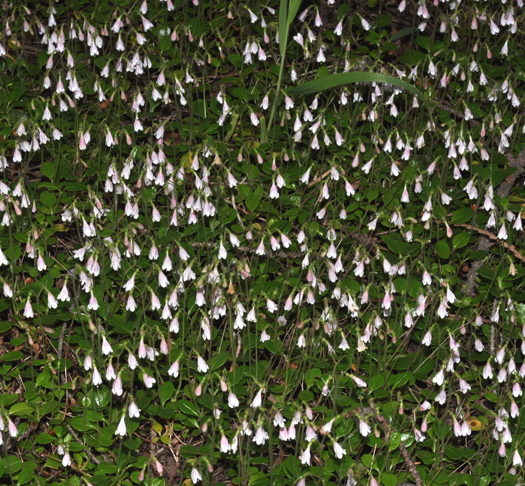 Flora of Eastern Washington Image: Linnaea borealis