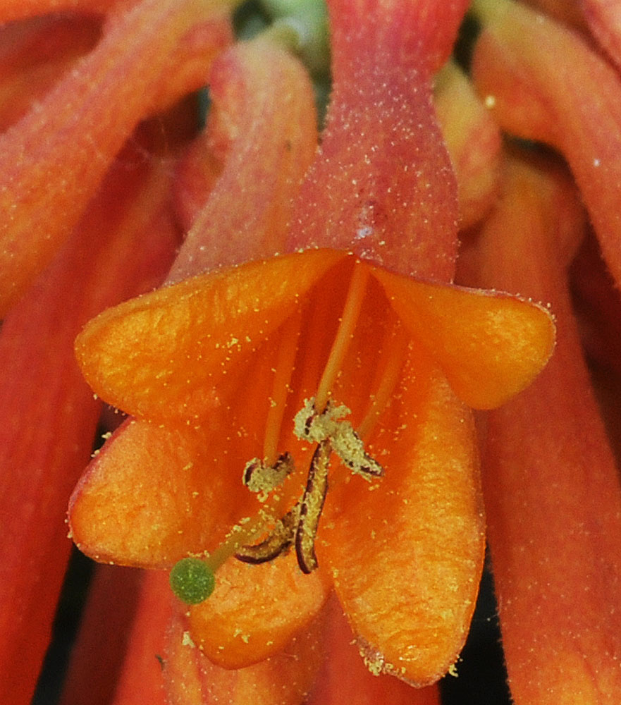 Flora of Eastern Washington Image: Lonicera ciliosa