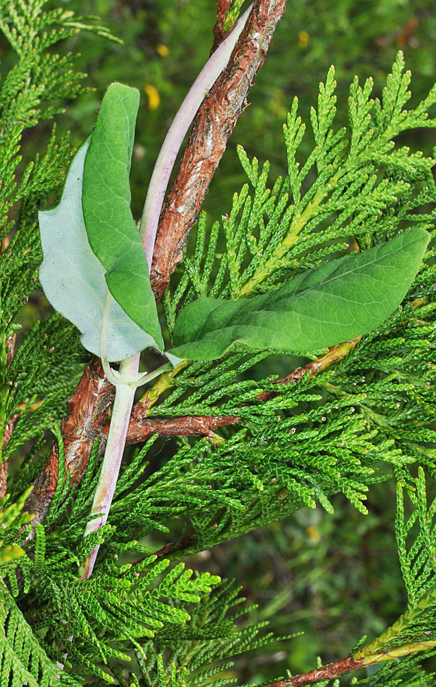 Flora of Eastern Washington Image: Lonicera ciliosa