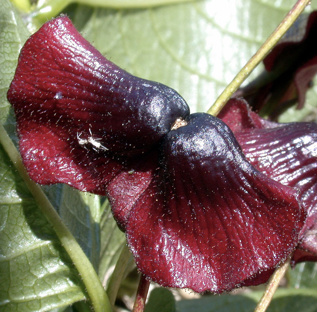 Flora of Eastern Washington Image: Lonicera involucrata