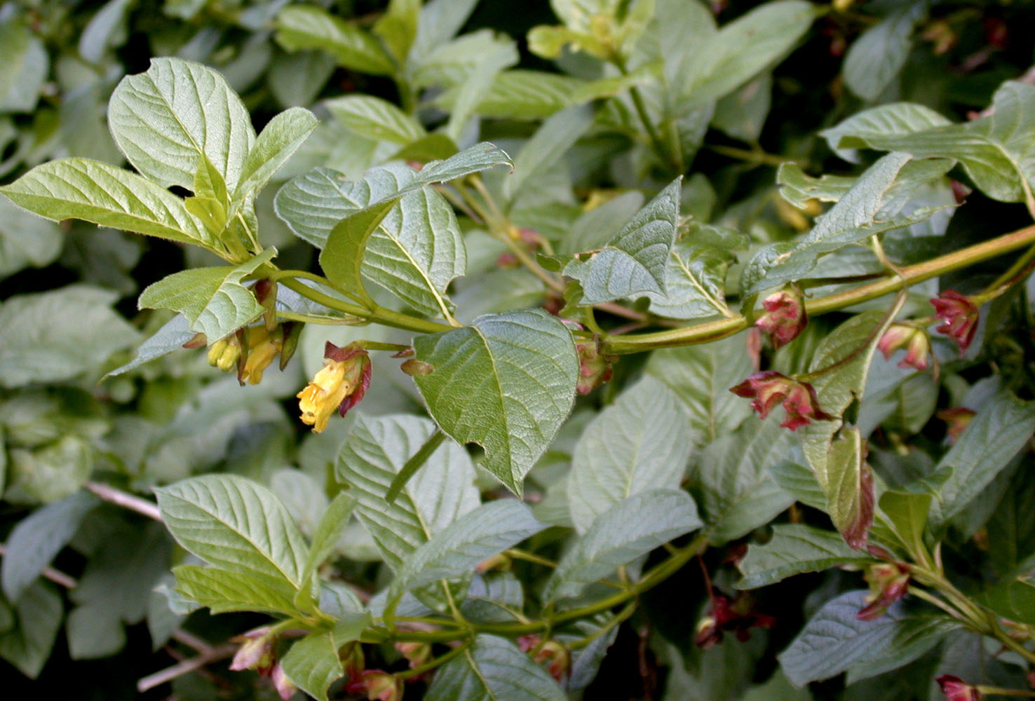 Flora of Eastern Washington Image: Lonicera involucrata