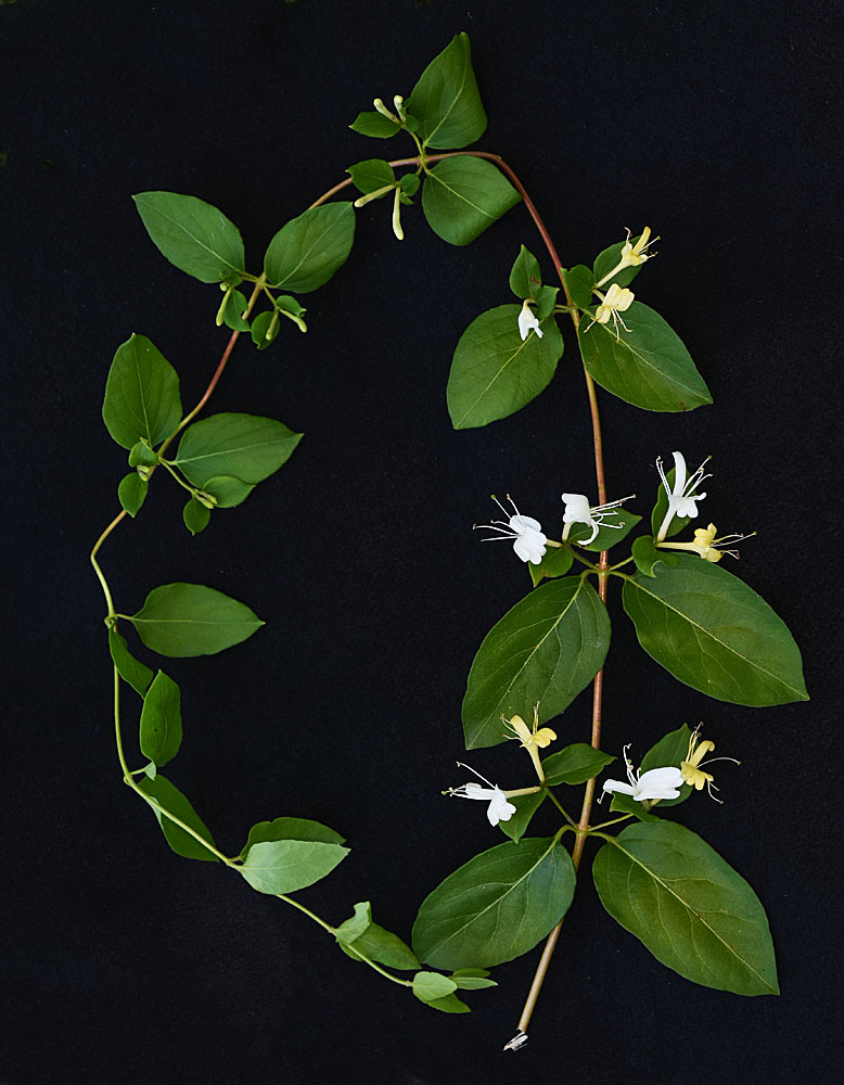 Flora of Eastern Washington Image: Lonicera japonica