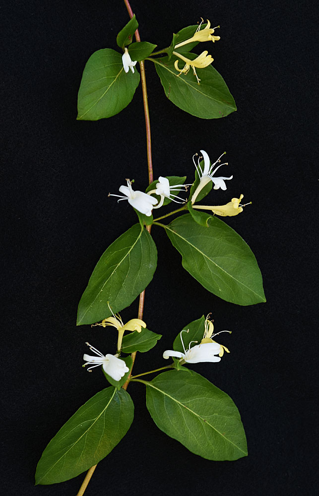 Flora of Eastern Washington Image: Lonicera japonica