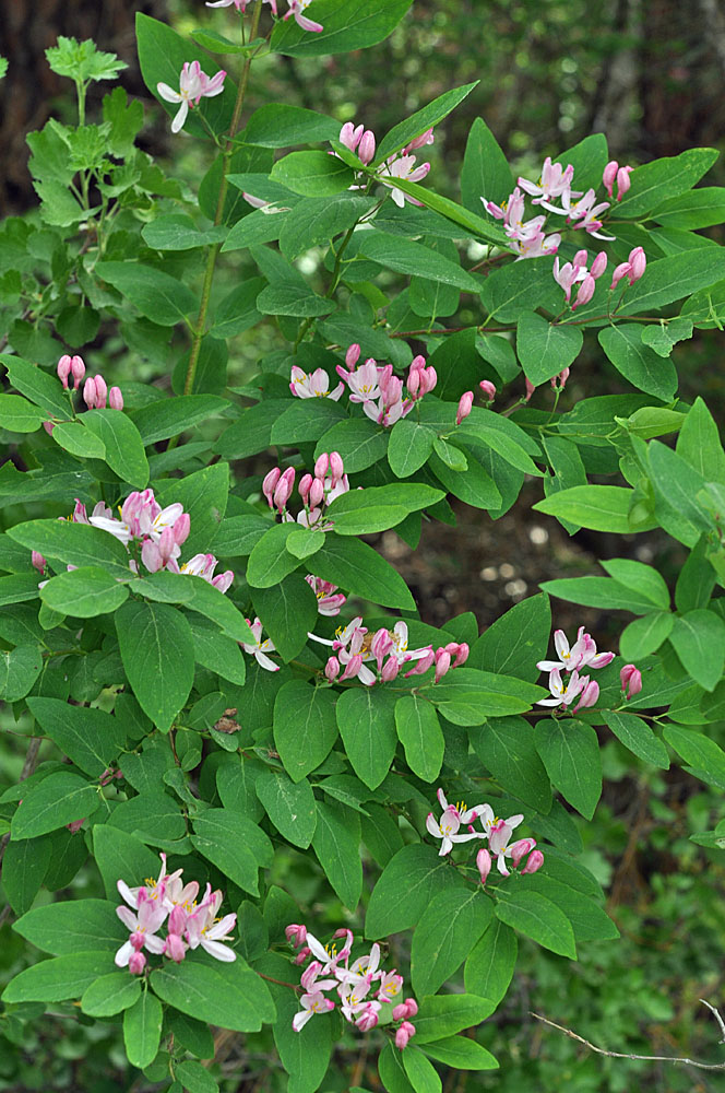 Flora of Eastern Washington Image: Lonicera tatarica