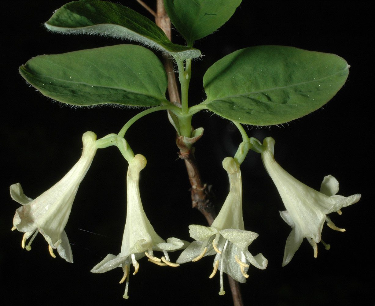 Flora of Eastern Washington Image: Lonicera utahensis