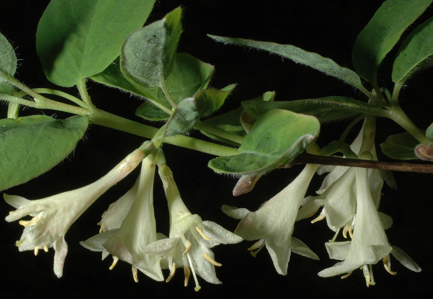 Flora of Eastern Washington Image: Lonicera utahensis