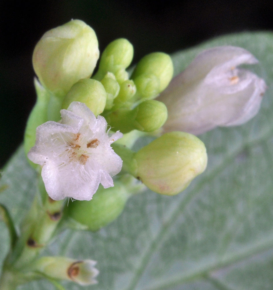 Flora of Eastern Washington Image: Symphoricarpos albus