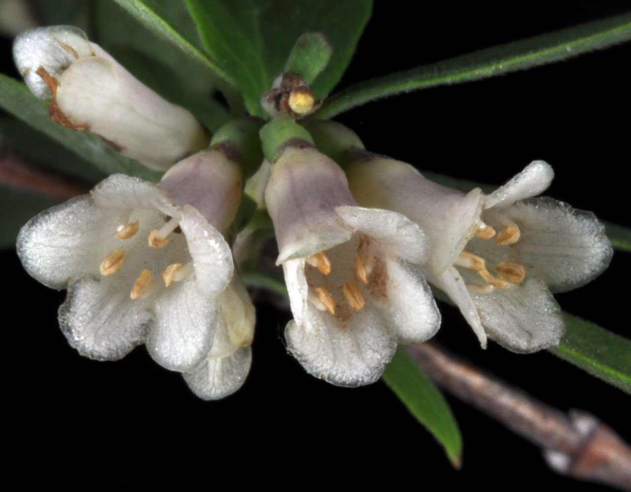 Flora of Eastern Washington Image: Symphoricarpos rotundifolius