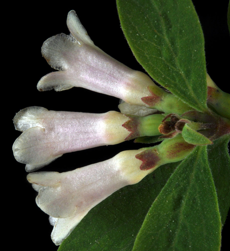 Flora of Eastern Washington Image: Symphoricarpos rotundifolius