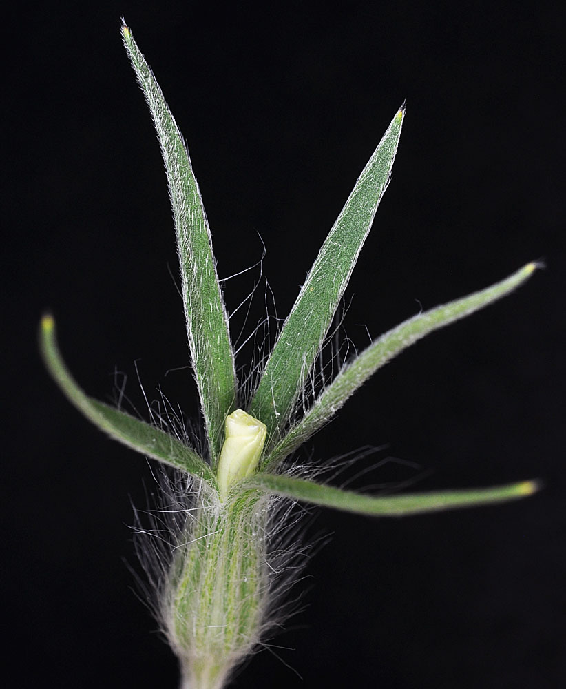 Flora of Eastern Washington Image: Agrostemma githago