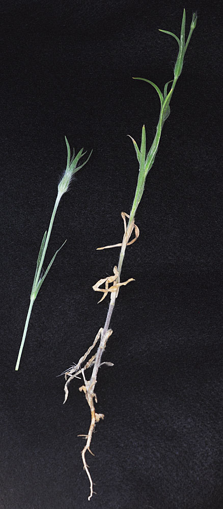 Flora of Eastern Washington Image: Agrostemma githago