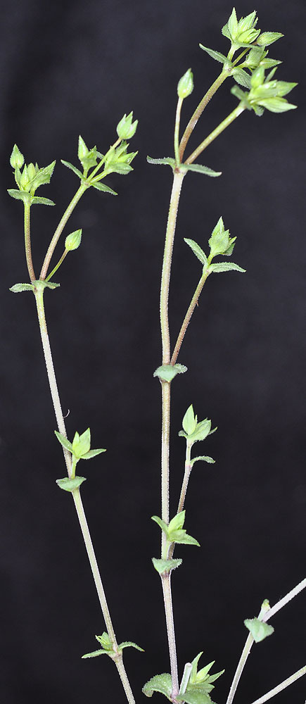 Flora of Eastern Washington Image: Arenaria serpyllifolia