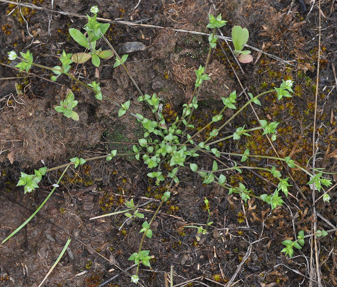 Flora of Eastern Washington Image: Arenaria serpyllifolia