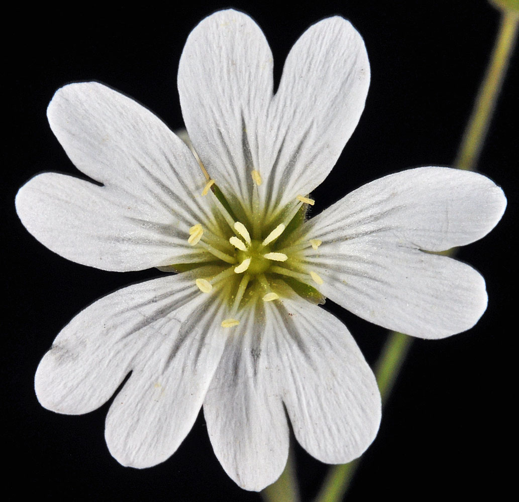 Flora of Eastern Washington Image: Cerastium arvense