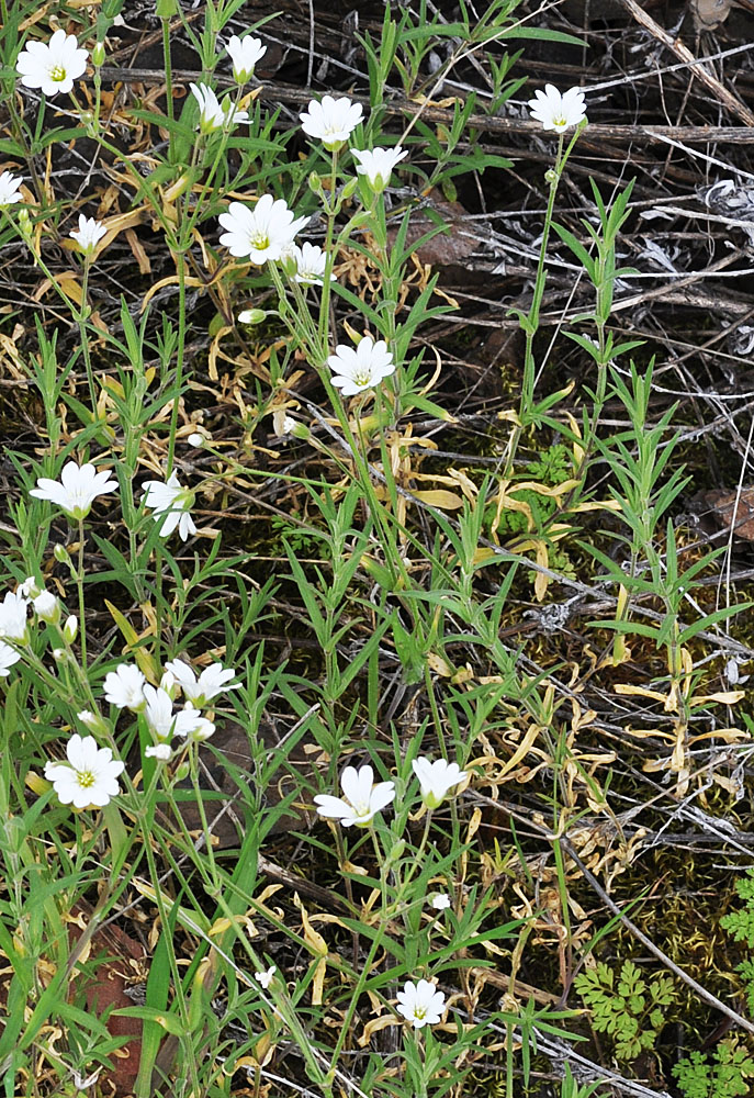Flora of Eastern Washington Image: Cerastium arvense
